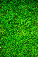Green grass background.