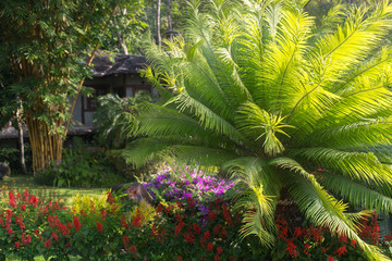 Thai garden with plants and trees