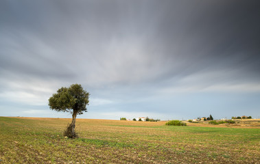 Fototapeta premium Lonely Olive tree with moving clouds