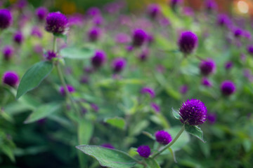 Thai garden with flowers and trees