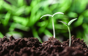 Young sprout in springtime,Closeup.