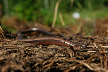 Slow worm is heating up in the sun