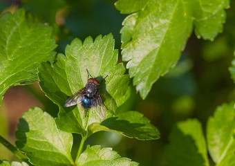 Fly on a log close-up.