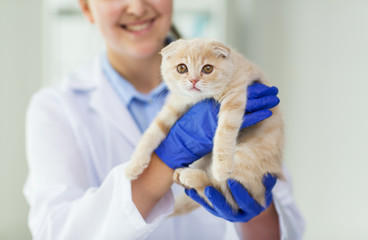 close up of vet with scottish kitten at clinic