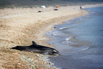 Dead dolphin