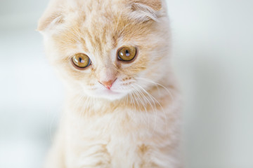 close up of scottish fold kitten