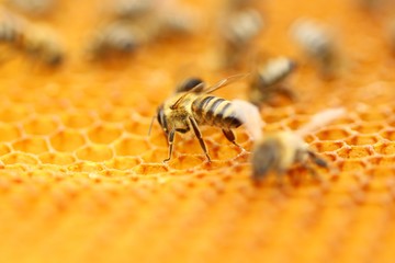Bees in honeycomb 