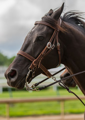 Obraz premium Dark Brown Horse Clean Profile