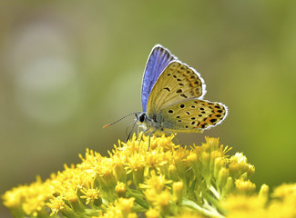 Farfalla Plebejus argyrognomon