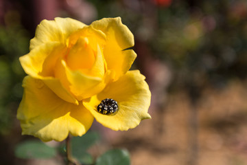 Thai garden with flowers and trees