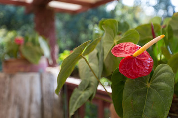 Thai garden with flowers and trees