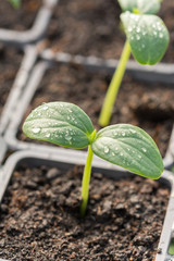 Macro shot of nursery cucumber leaf with water droplets