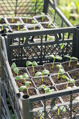 Nursery cucumbers ready for seeding