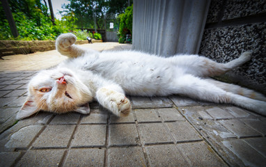 Lazy white cat in home 