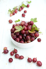 fresh garden gooseberries
