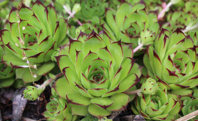  pianta grassa sfondo,crassulaceae macro