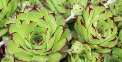  pianta grassa sfondo,crassulaceae 