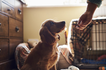 Owner Rewarding Cocker Spaniel Puppy With Treat
