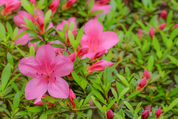 ツツジの花