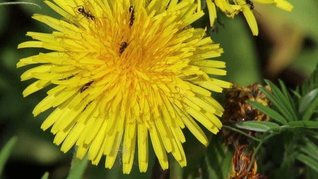 Pissenlits et fourmis