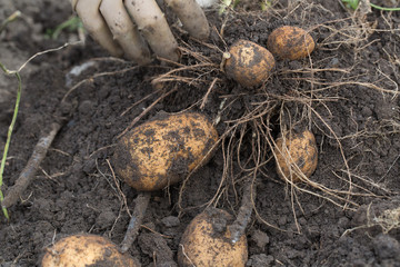 The tubers of potatoes lying in the ground