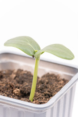 Baby nursery cucumber in plastic pot isolated over white backgro