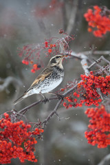 ツグミ,スズメ目,ツグミ科,ツグミ属