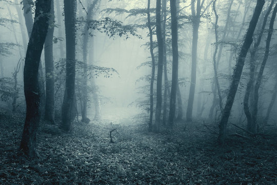 Fototapeta Trail through a magic dark forest in fog with vintage toning