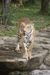 Bengal Tiger