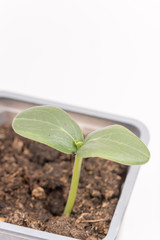 Baby nursery cucumber in plastic pot isolated over white backgro