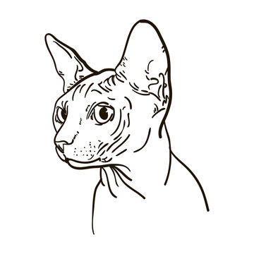 recommend clip art: Outline cat sphynx vector illustration. Can be use for logo and