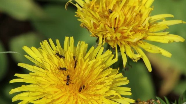 Pissenlits et fourmis