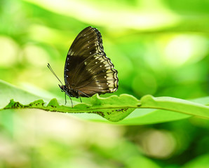 Naklejka na ściany i meble Brown color butterfly in a garden