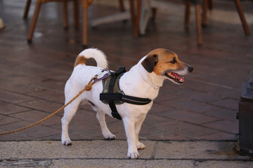 Jack Russell Terrier Wearing Harness