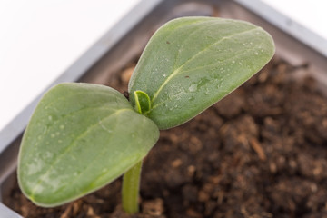 Closeup macro cucumber leaf with water droplets