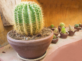 Close-up of golden ball cactus (Echinocactus grusonii)