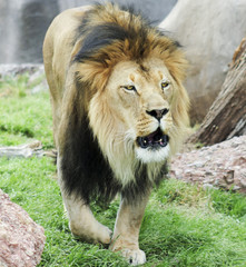 A Male Lion, Panthera leo, Roaring Loudly
