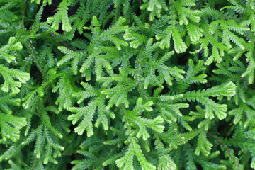 Green fern leaves background