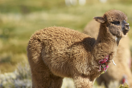Baby Alpaca (Lama pacos) on a wetland in Lauca National Park, northern Chile.