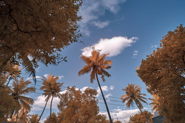 Infra red image of red foliage against a blue sky with clouds