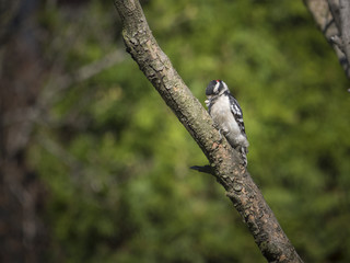 woodpecker on a branch