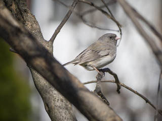 Junco on a branch
