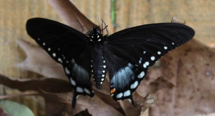 A beautiful butterfly has just opened its cocoon. 
