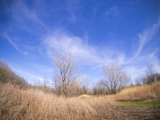 Spring landscape