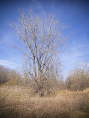 Spring landscape