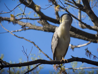 Black-crowned night heron bird