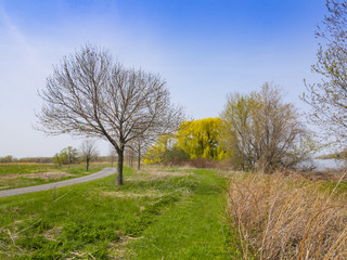 Spring landscape