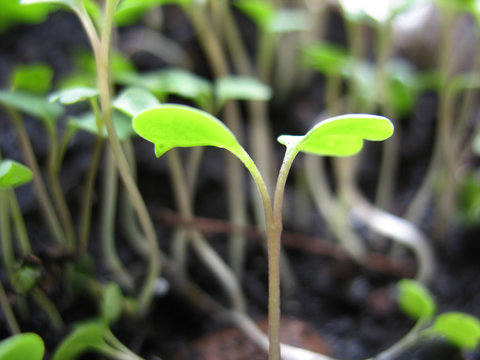 sprout of plant