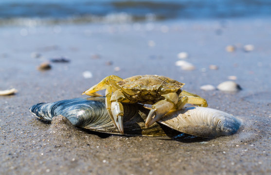 Krabbe an der Nordsee