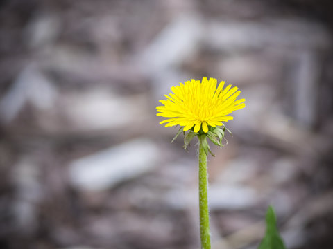 Fototapeta Yellow Dandelion
